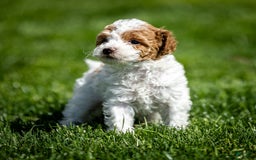 Toy Poodle dogs for sale: Pepper Lace - Image 4