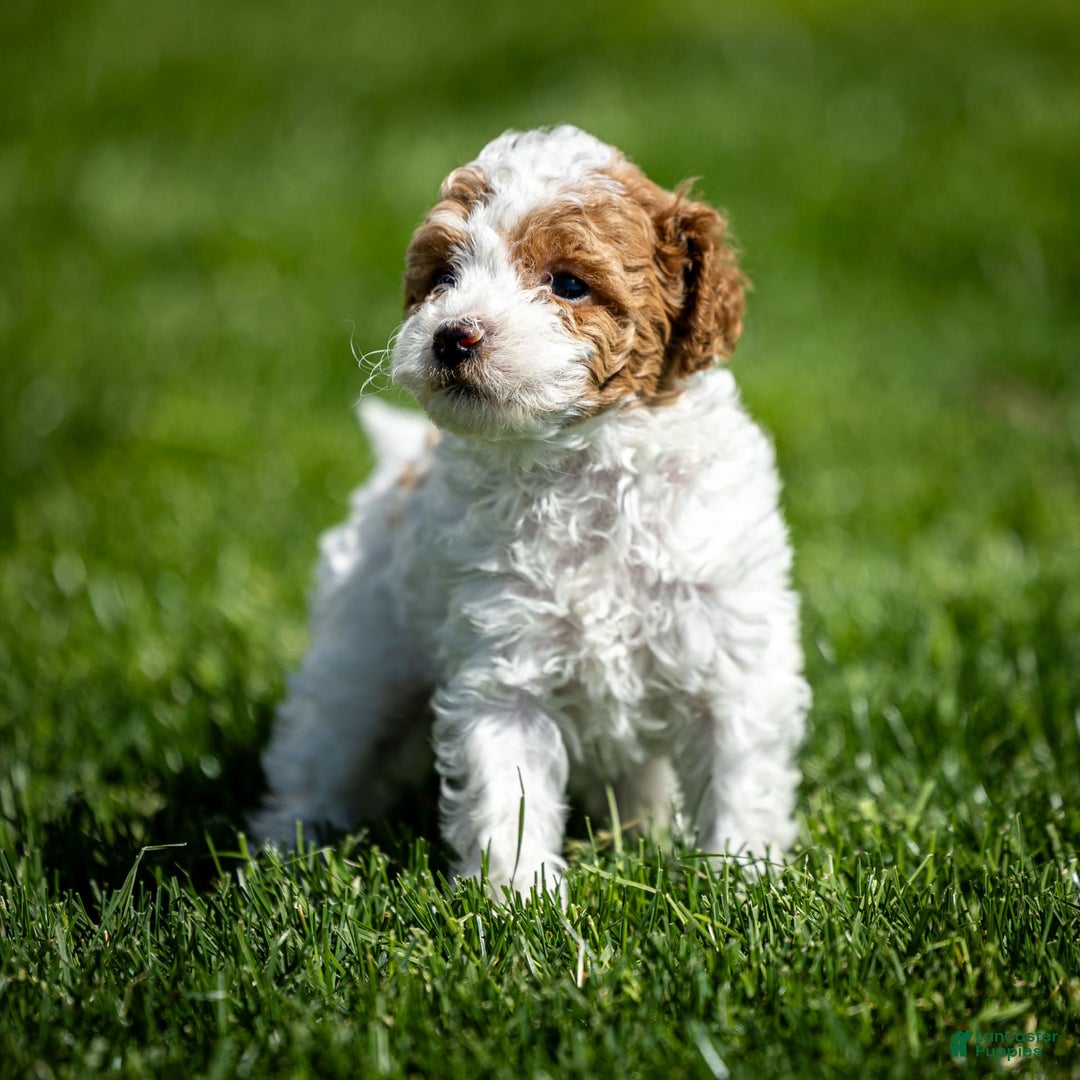Toy Poodle dogs for sale: Pepper Lace - Image 4