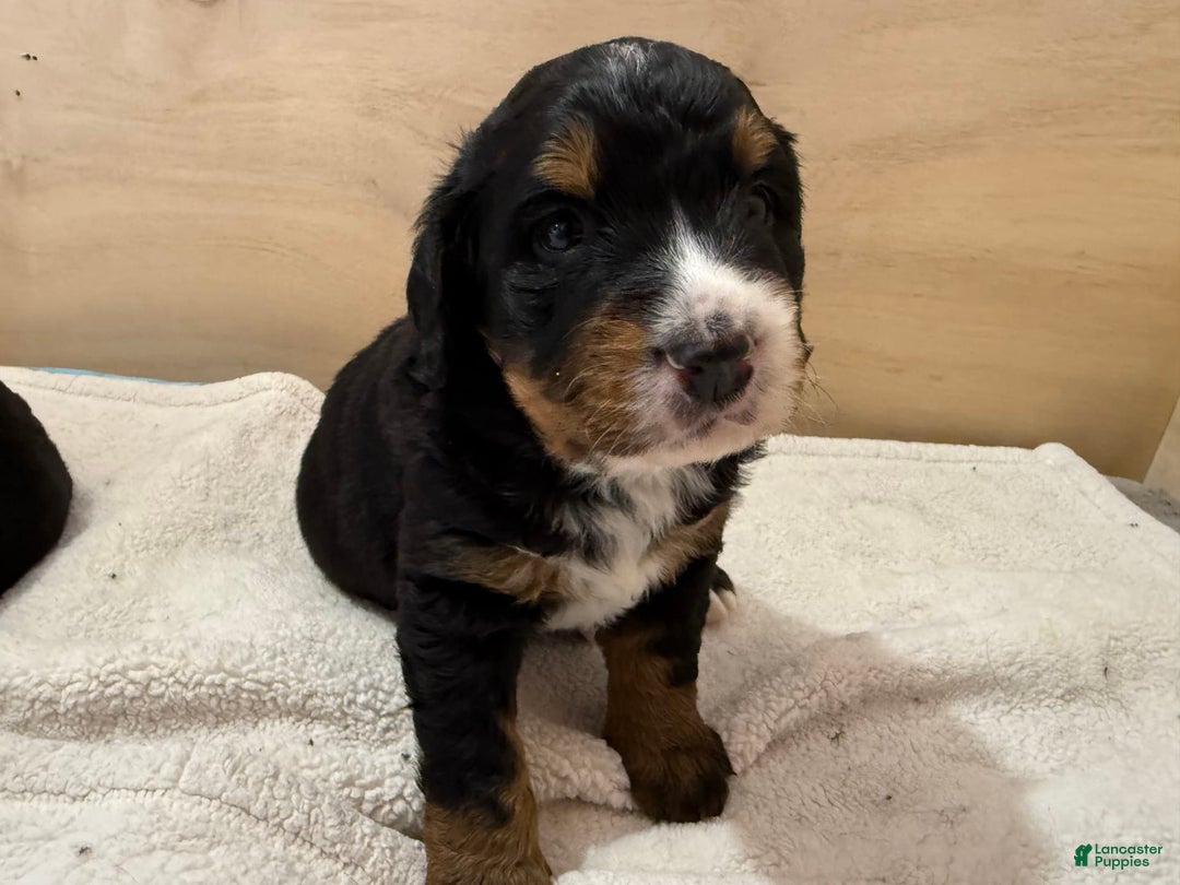Bernedoodle dogs for sale: Bear - Image 2