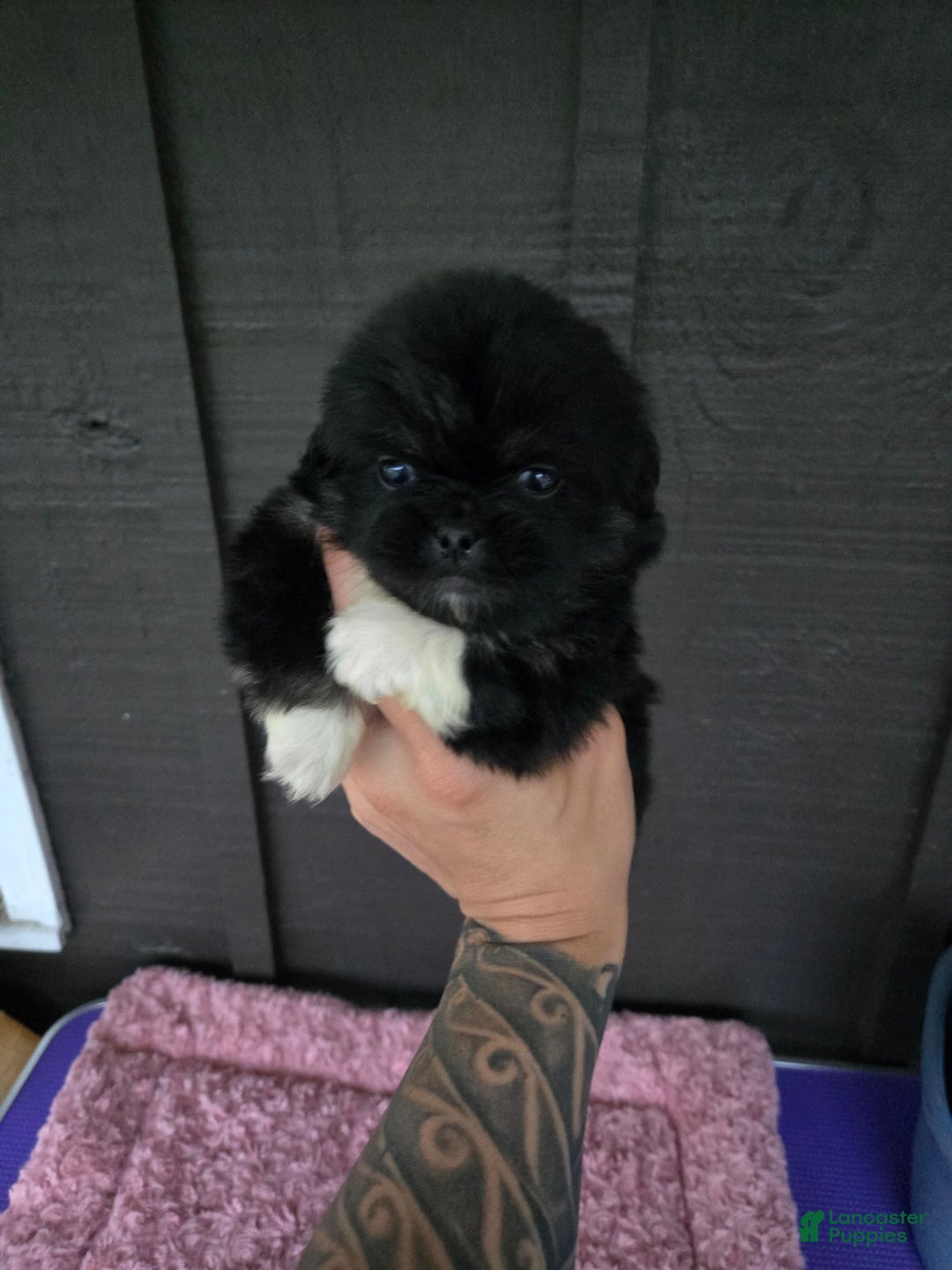 Pekingese dogs for sale: Voorhees - Image 3