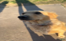 Golden Retriever dogs for sale: Dark Green - Image 3