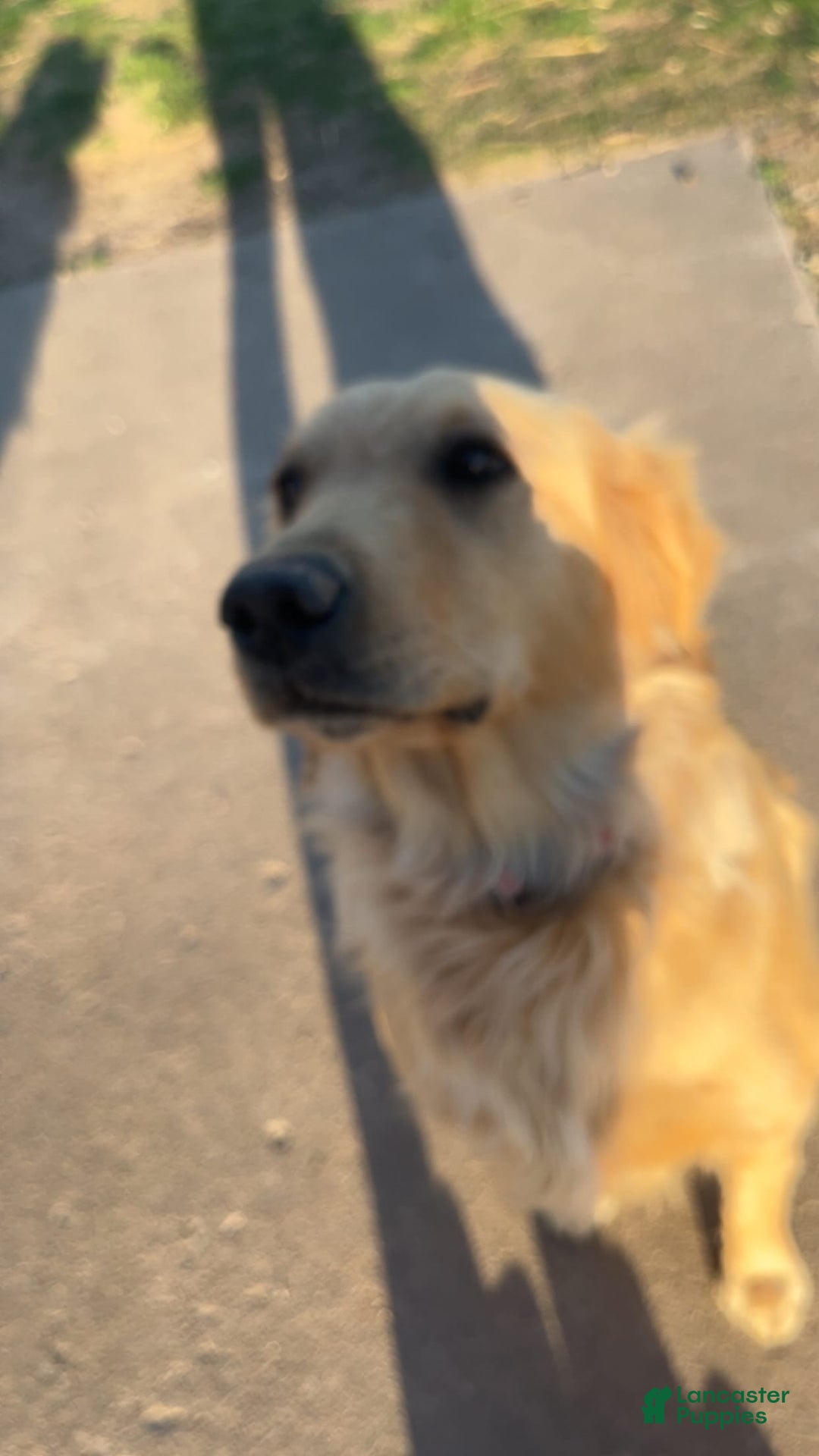 Golden Retriever dogs for sale: Dark Green - Image 3