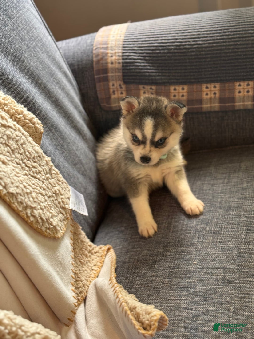 Alaskan Klee Kai dogs for sale: Blue Katie - Image 8
