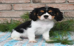 Cavalier King Charles Spaniel dogs for sale: Duke - Image 12