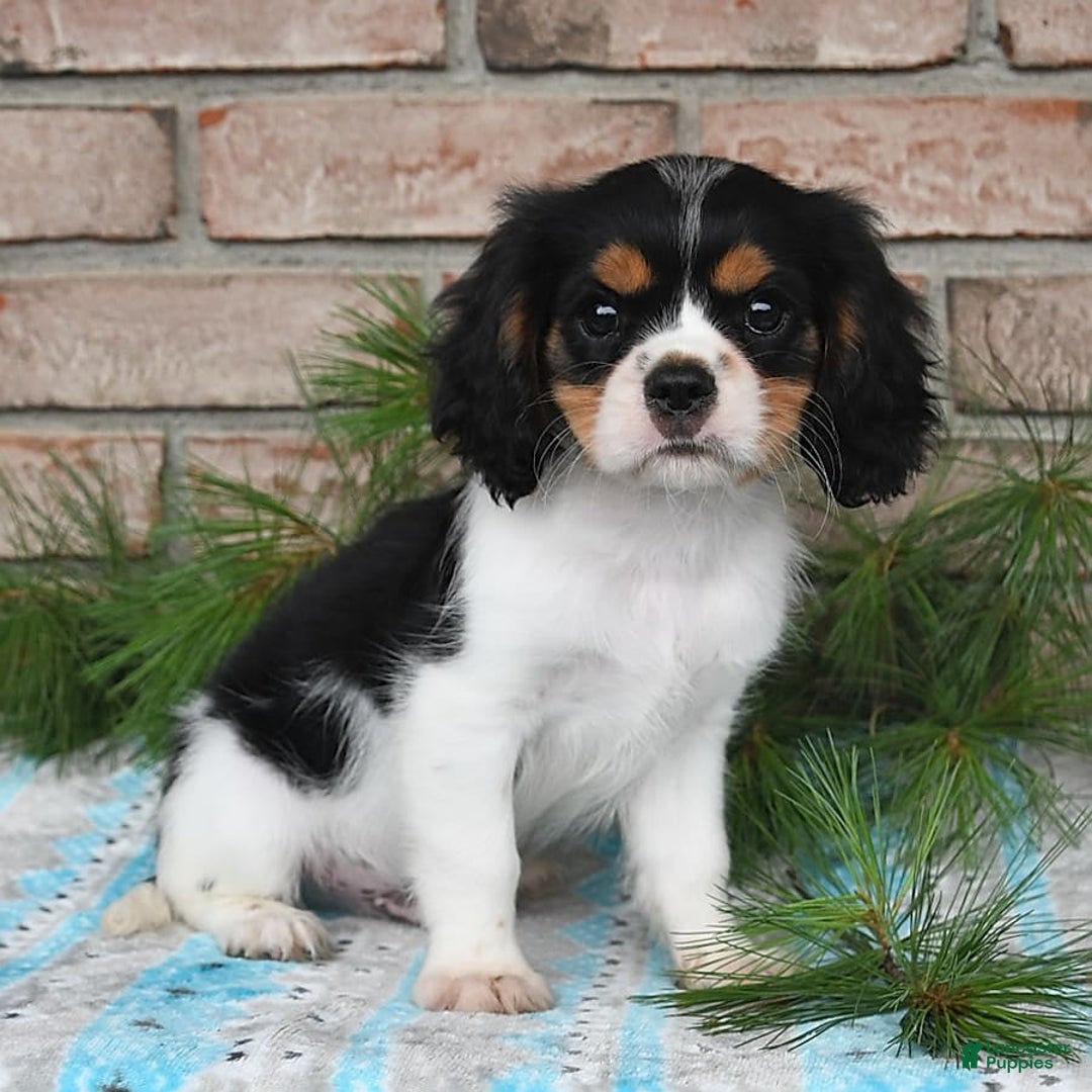 Cavalier King Charles Spaniel dogs for sale: Duke - Image 12