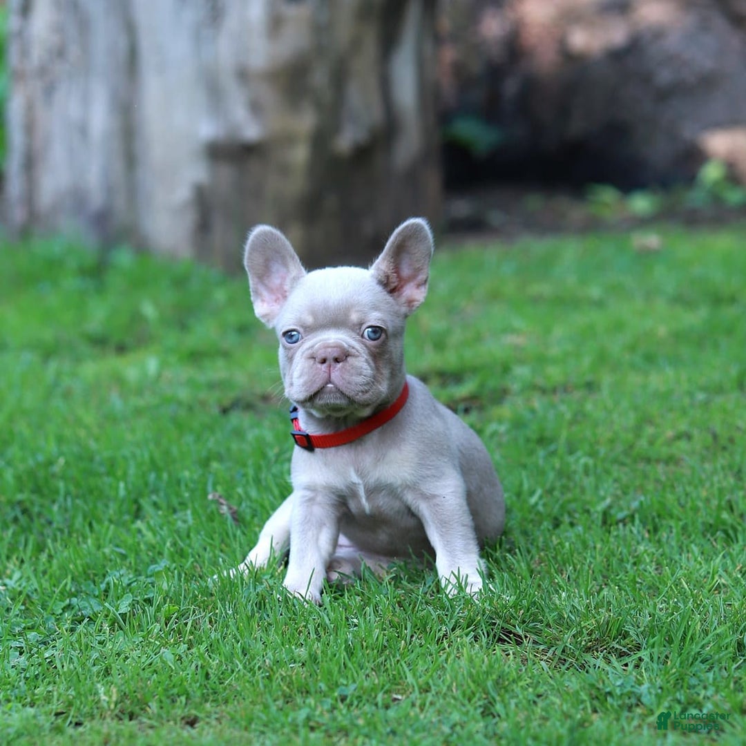 French Bulldog dogs for sale: Demi - Image 2
