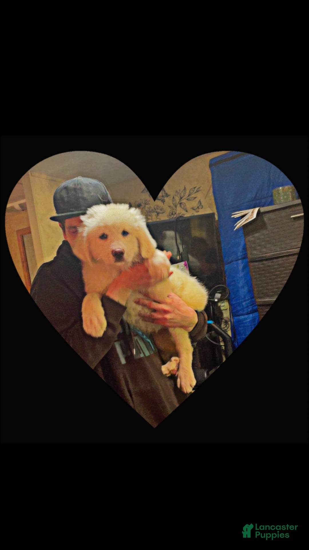 Great Pyrenees dogs for sale: Rocky - Image 3