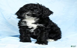 Cockapoo dogs for sale: Vance - Image 2
