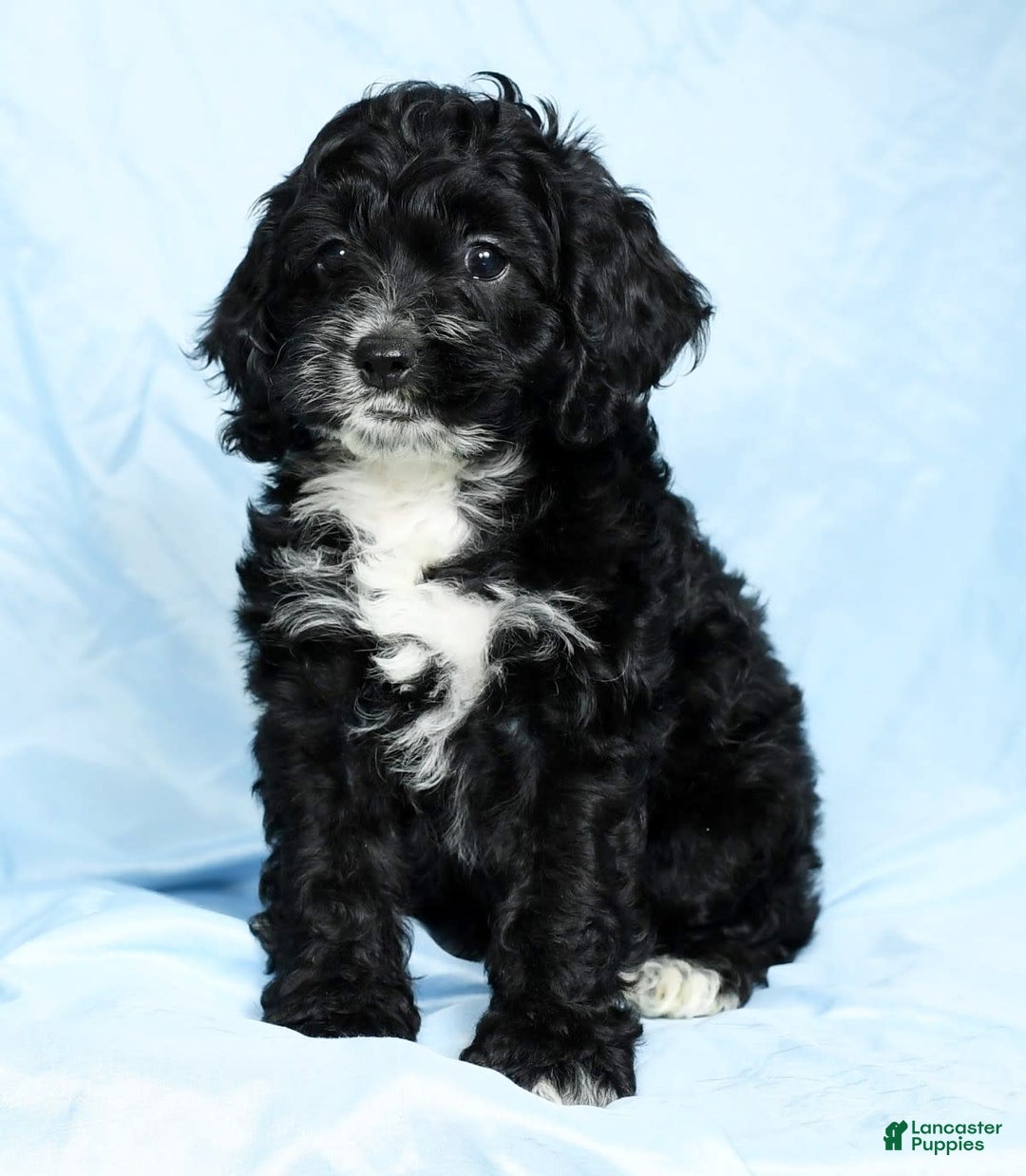 Cockapoo dogs for sale: Vance - Image 2