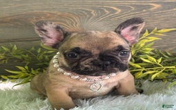 Frenchton dogs for sale: Remi - Image 1