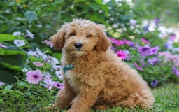  dogs for sale: Mini Goldendoodle 4 puppies - Image 2