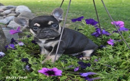 French Bulldog dogs for sale: Falcon - Image 4