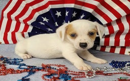 Jack Russell Terrier dogs for sale: Jagger Rough Coat Male - Image 4