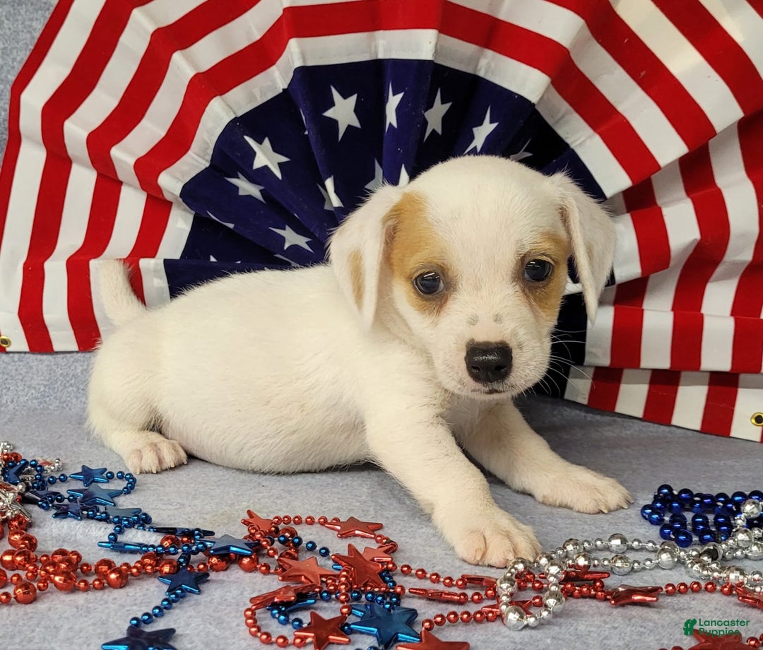 Jack Russell Terrier dogs for sale: Jagger Rough Coat Male - Image 4