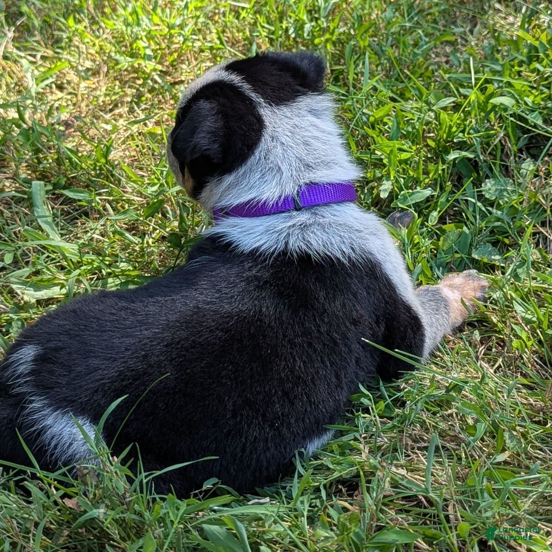 Australian Cattle Dog dogs for sale: Candy - Image 5