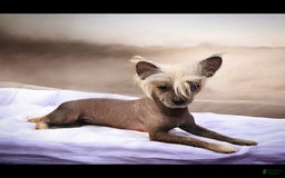 Chinese Crested dogs for sale: Sapphire - Image 4