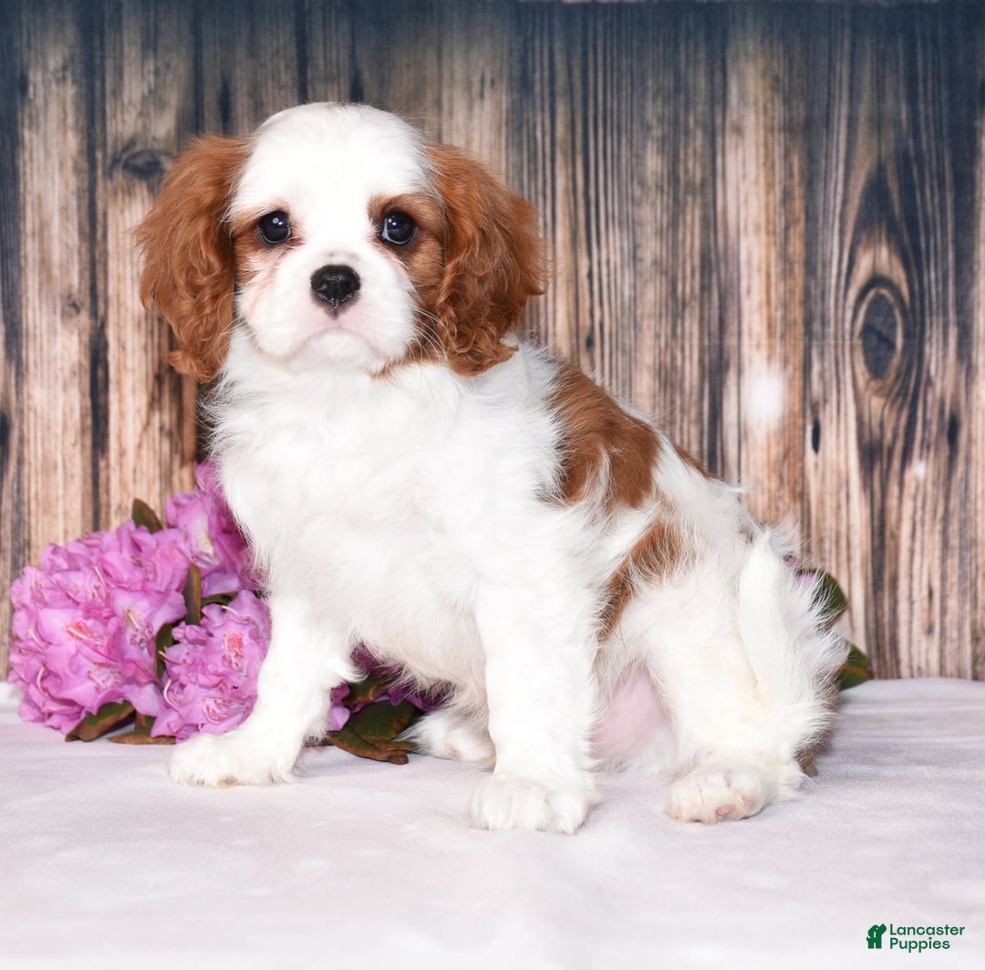 Cavalier King Charles Spaniel dogs for sale: Felix - Image 1