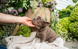 French Bulldog dogs for sale: Opal - Image 9