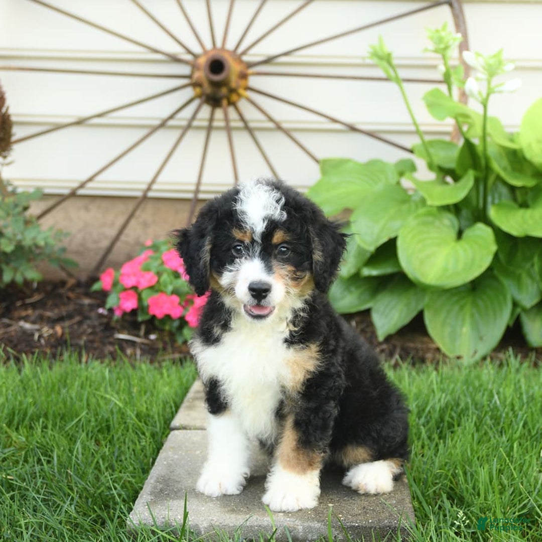 Mini Bernedoodle dogs for sale: Pepper - Image 6