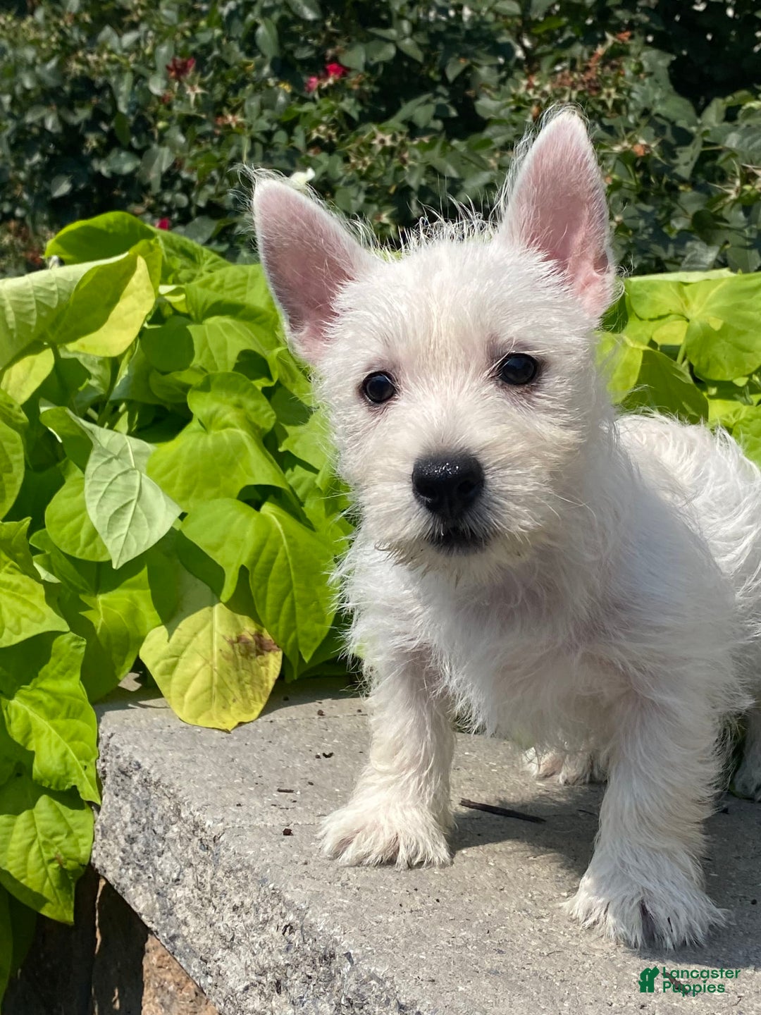 West Highland Terrier dogs for sale: Wynona - Image 1