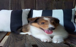 Collie dogs for sale: Debbie - Image 4