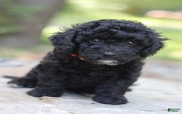 Miniature Poodle dogs for sale: Jax - Image 2