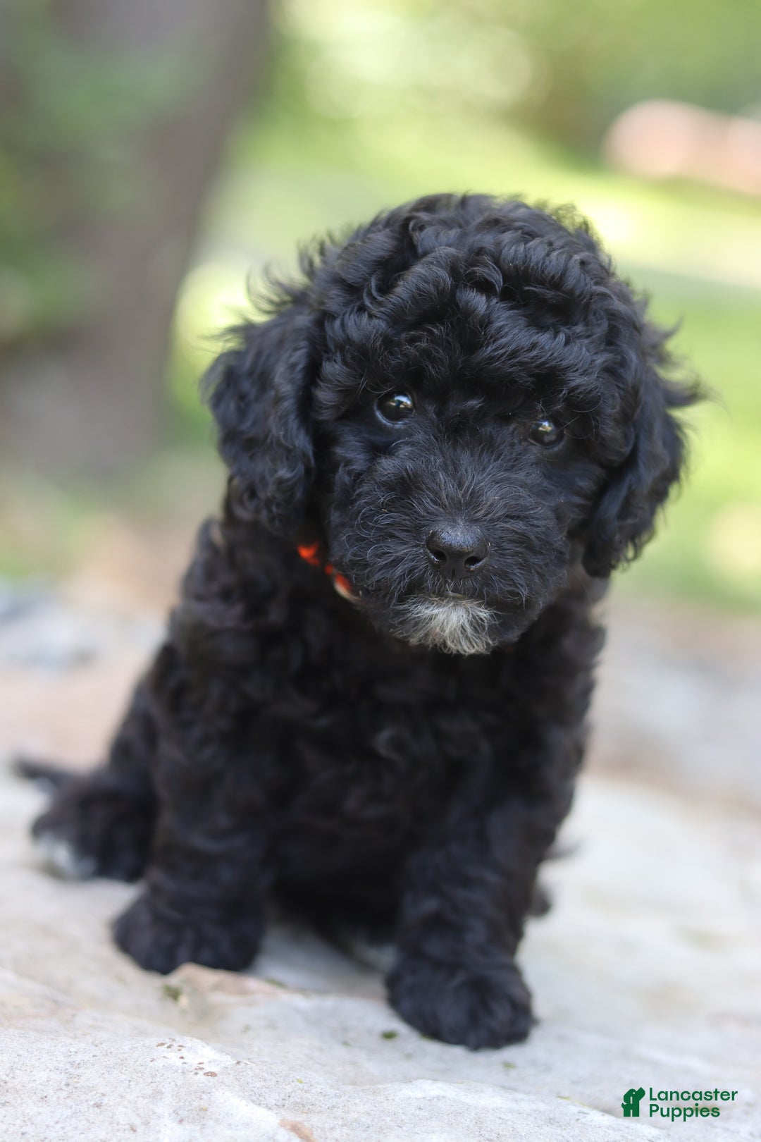 Miniature Poodle dogs for sale: Jax - Image 2