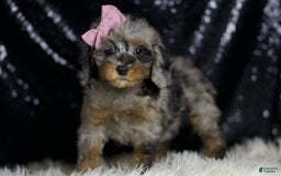 Miniature Poodle dogs for sale: Janet - Image 2