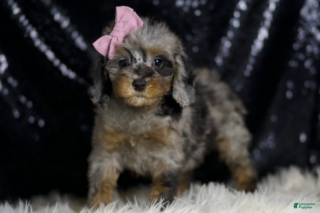 Miniature Poodle dogs for sale: Janet - Image 2