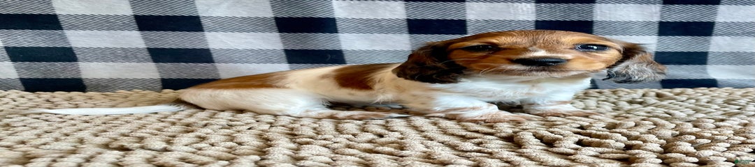Dixie