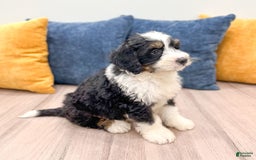 Mini Bernedoodle dogs for sale: Archer - Image 6