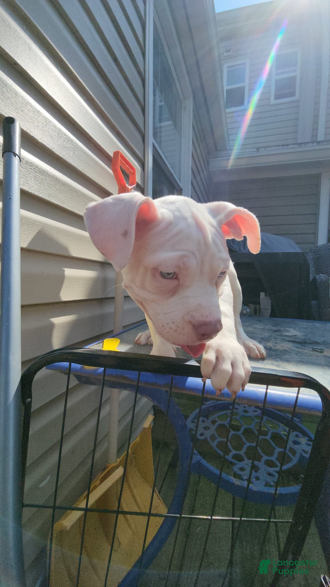 American Bully dogs for sale: Luna - Image 5