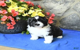Teddy Bear dogs for sale: Karson - Image 1