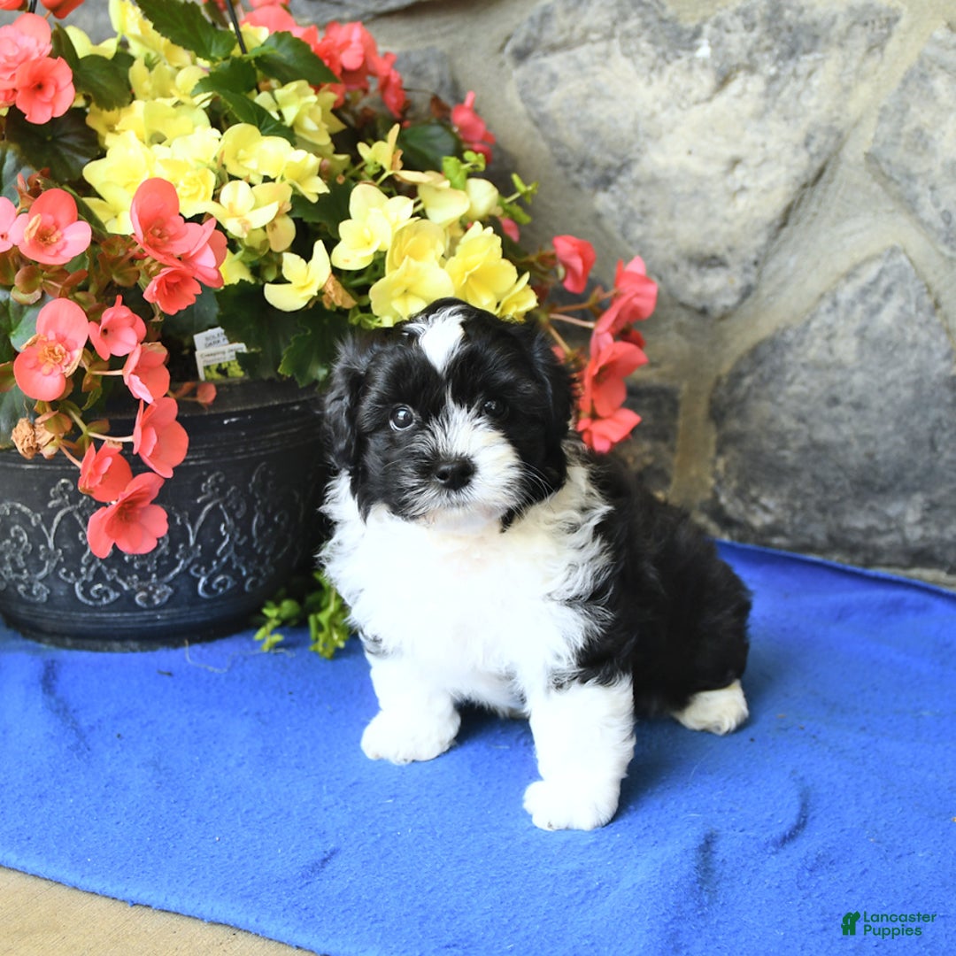 Teddy Bear dogs for sale: Karson - Image 1