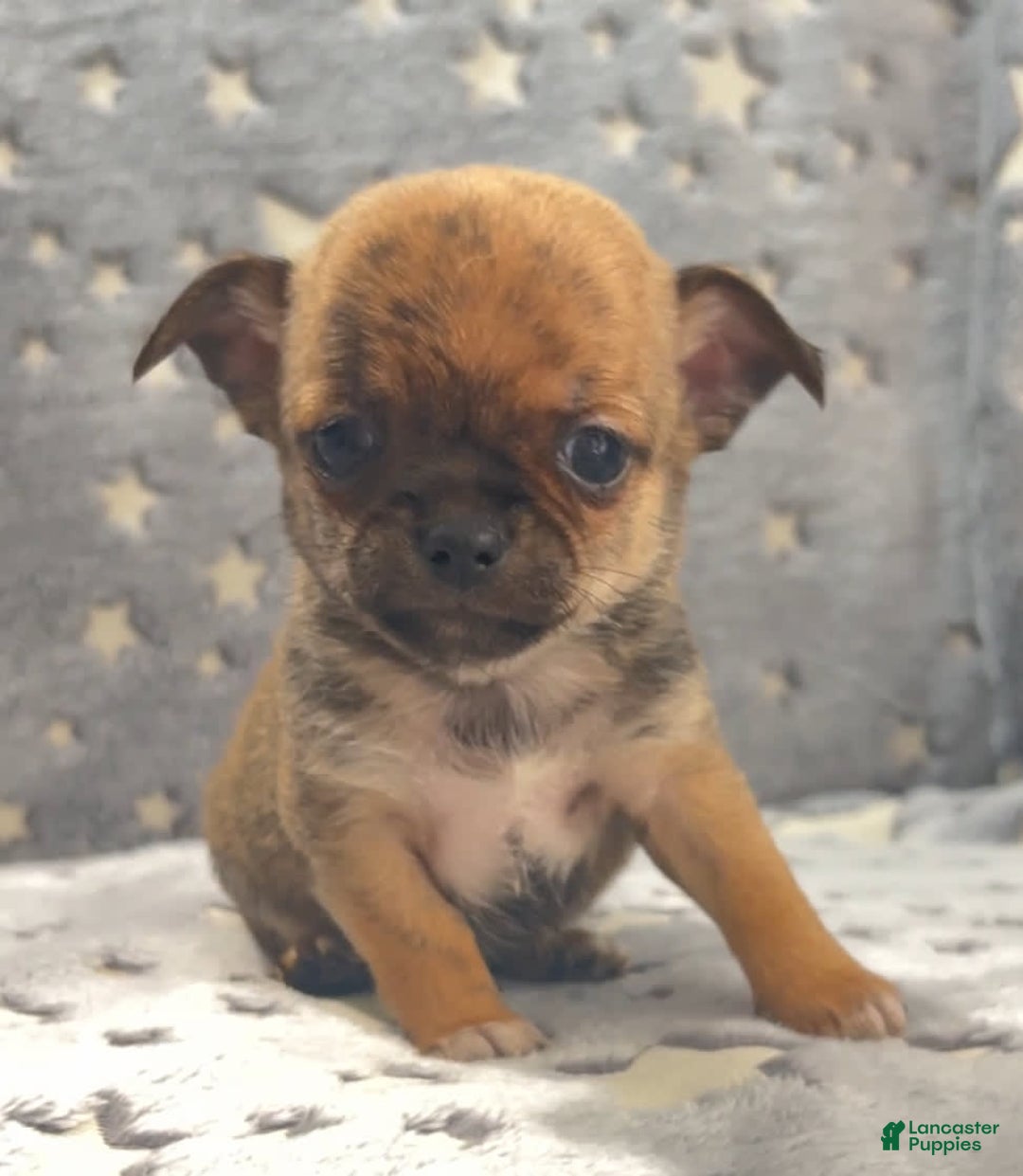 Chihuahua dogs for sale: Brindle Akc - Image 3
