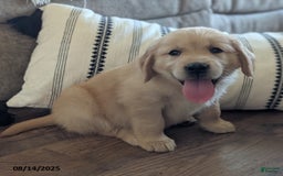 Golden Retriever dogs for sale: Missy - Image 5