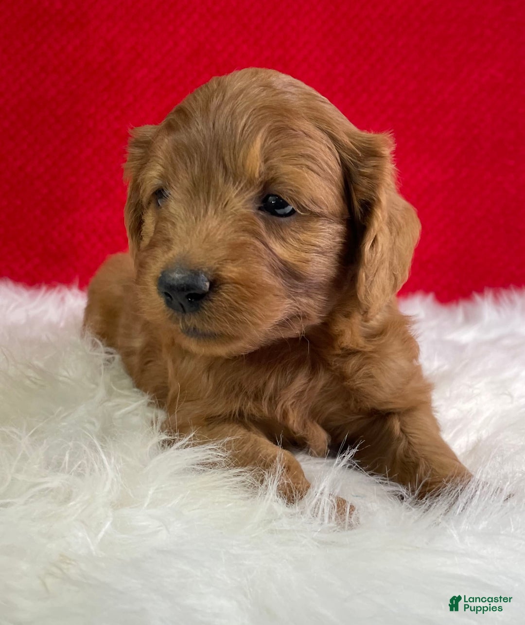 Mini Goldendoodle dogs for sale: Aurora - Image 6