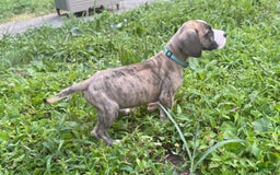 Great Dane dogs for sale: Doodle - Image 7