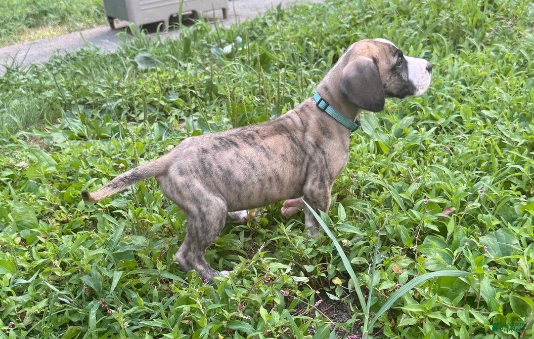 Great Dane dogs for sale: Doodle - Image 7