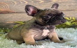 Frenchton dogs for sale: Kimmy - Image 2