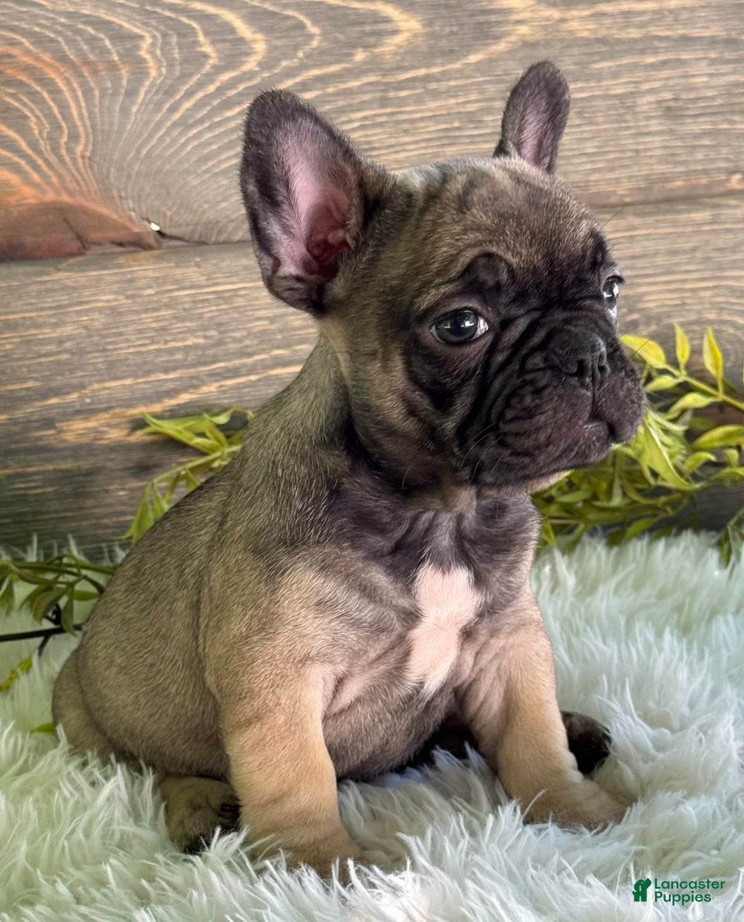 Frenchton dogs for sale: Kimmy - Image 2