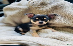 Chihuahua dogs for sale: Benny - Image 9