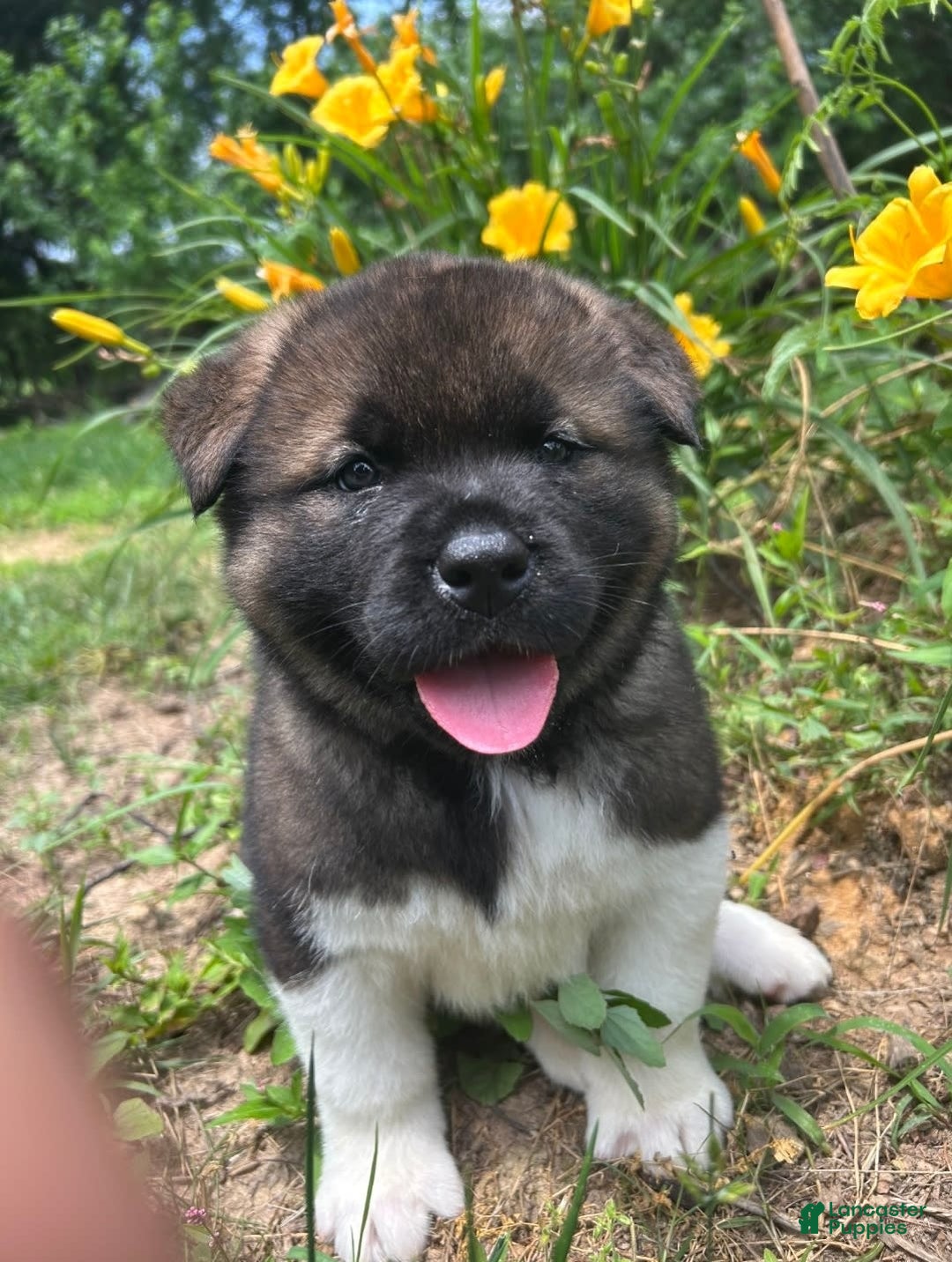 Akita dogs for sale: Esme - Image 7