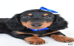 Miniature Dachshund dogs for sale: Teddy - Image 6