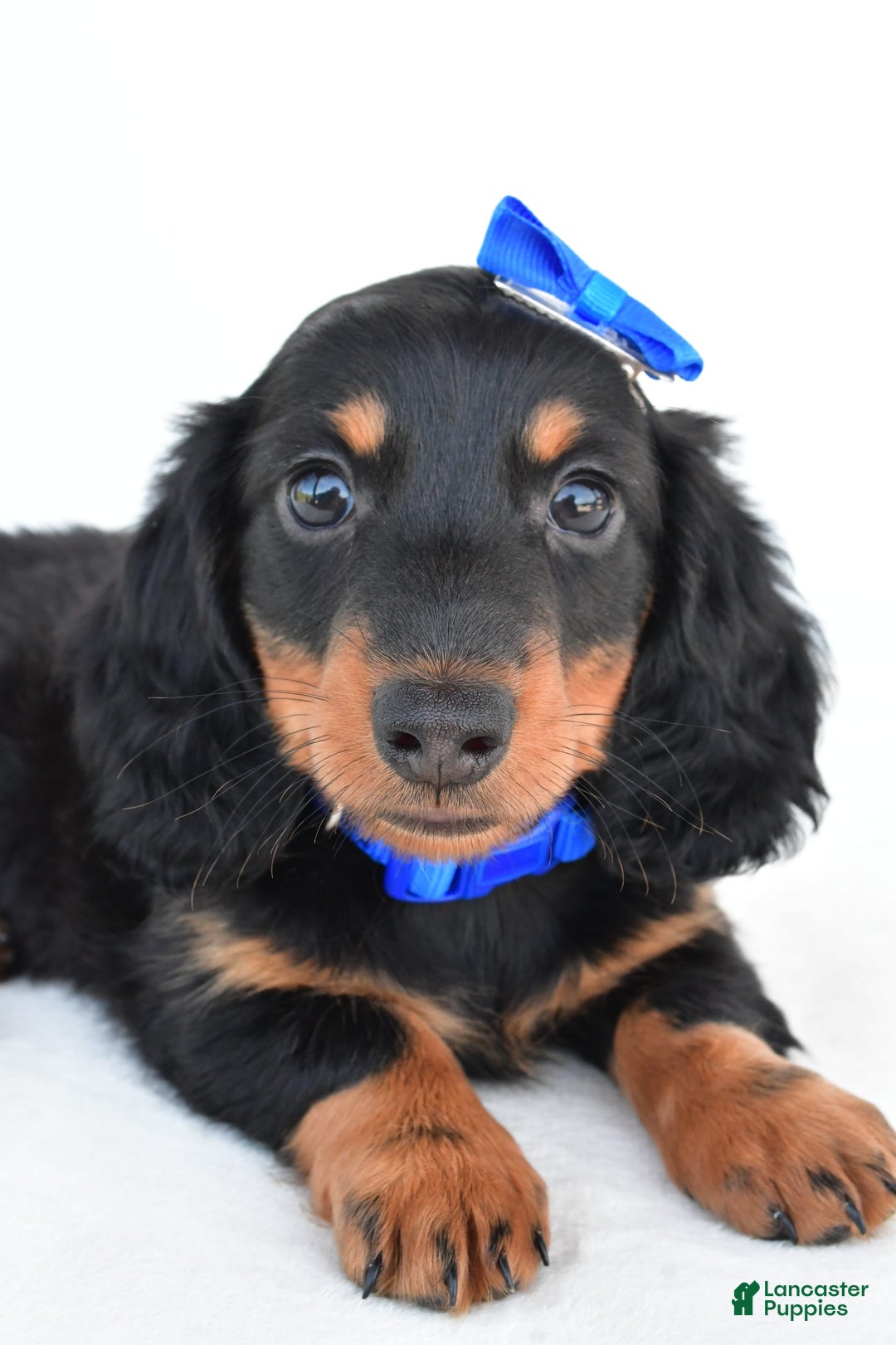 Miniature Dachshund dogs for sale: Teddy - Image 6