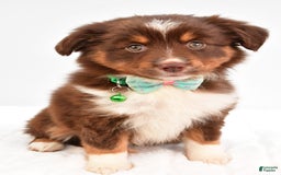 Miniature Australian Shepherd dogs for sale: Tasha - Image 6