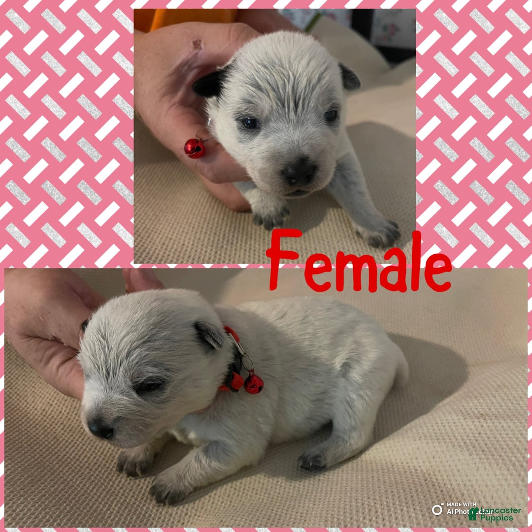 Australian Cattle Dog dogs for sale: Minnie - Image 1