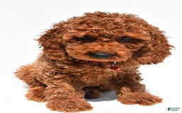 Cockapoo dogs for sale: Lance - Image 8