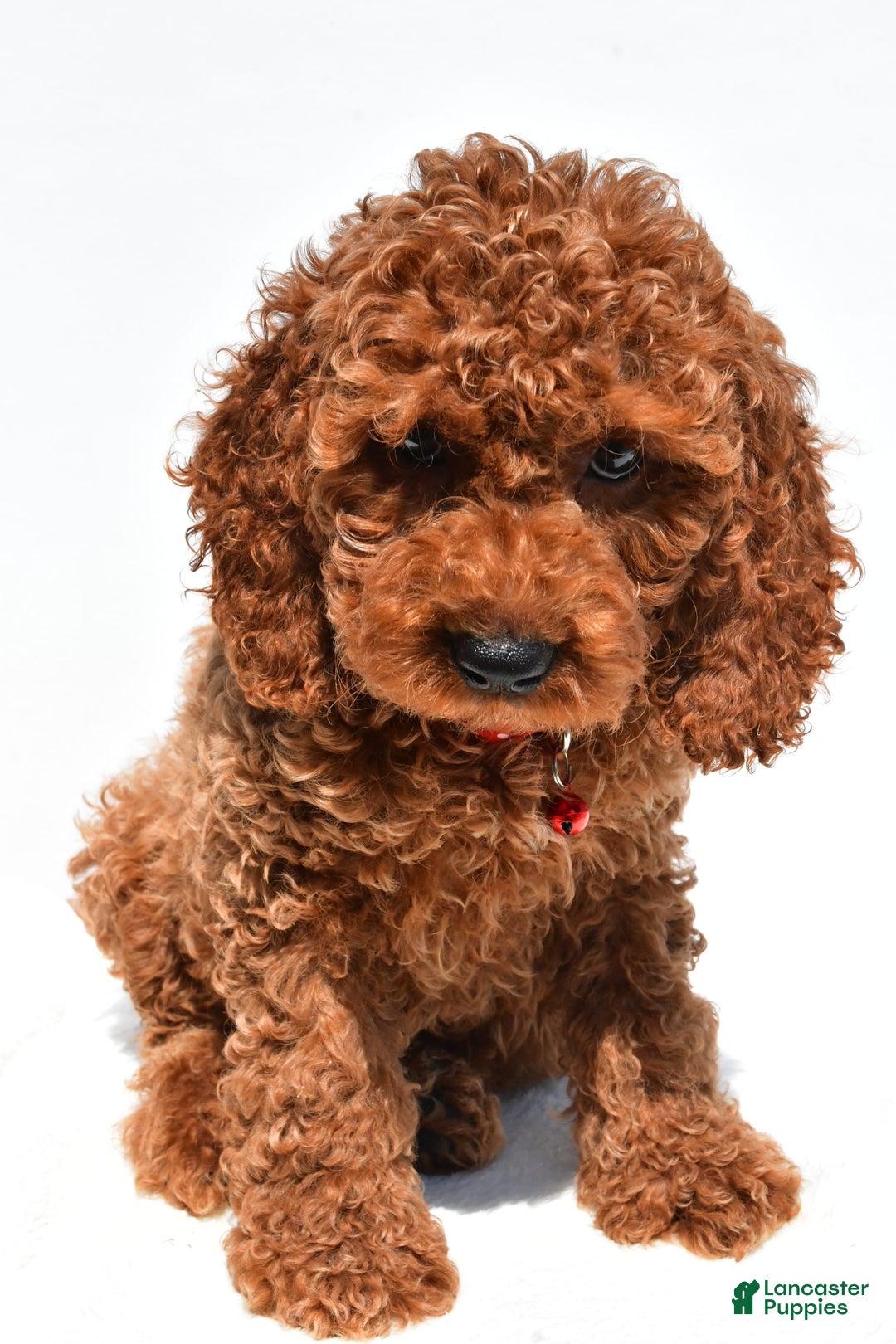 Cockapoo dogs for sale: Lance - Image 8