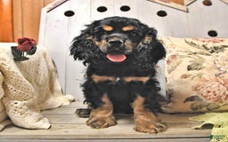 Cocker Spaniel dogs for sale: Banjo - Image 22